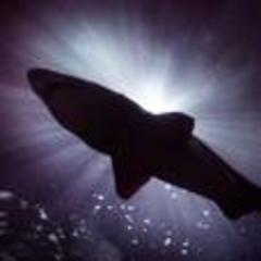 shark spawning found at coral reef