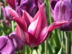 Howard County Obituaries: Daniel John “Jake” Slack, 79