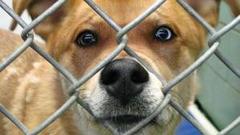 Pit Bull Mauls Mother Lisa Manis and Her 6-Year-Old Daughter